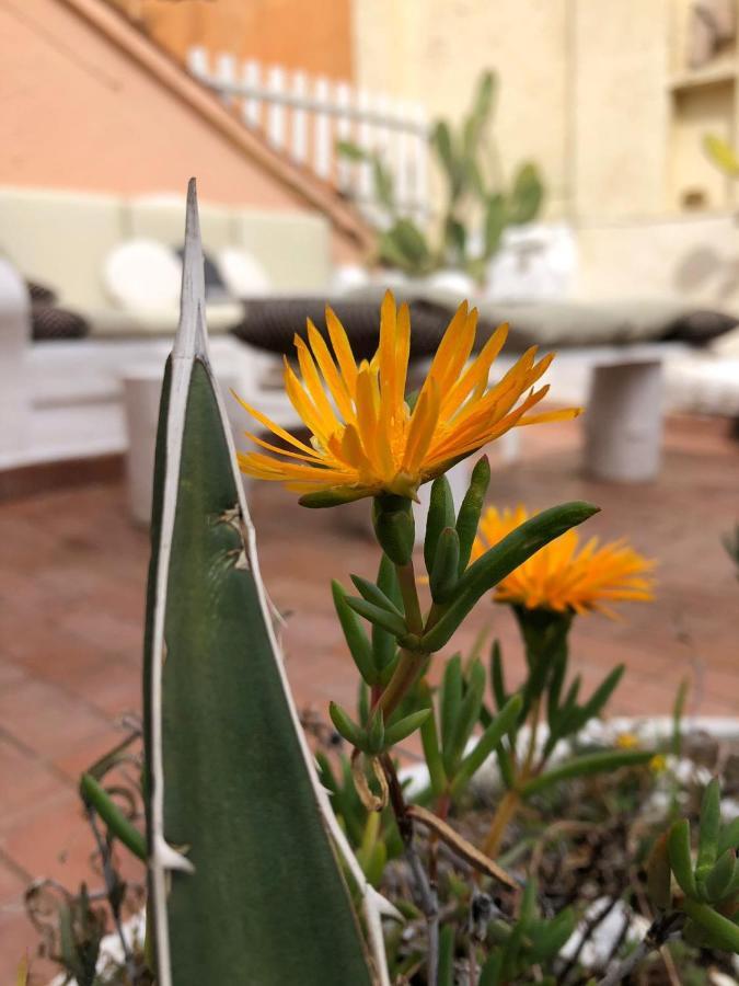 Navona Sunshine Big Terrace Roma Exterior foto